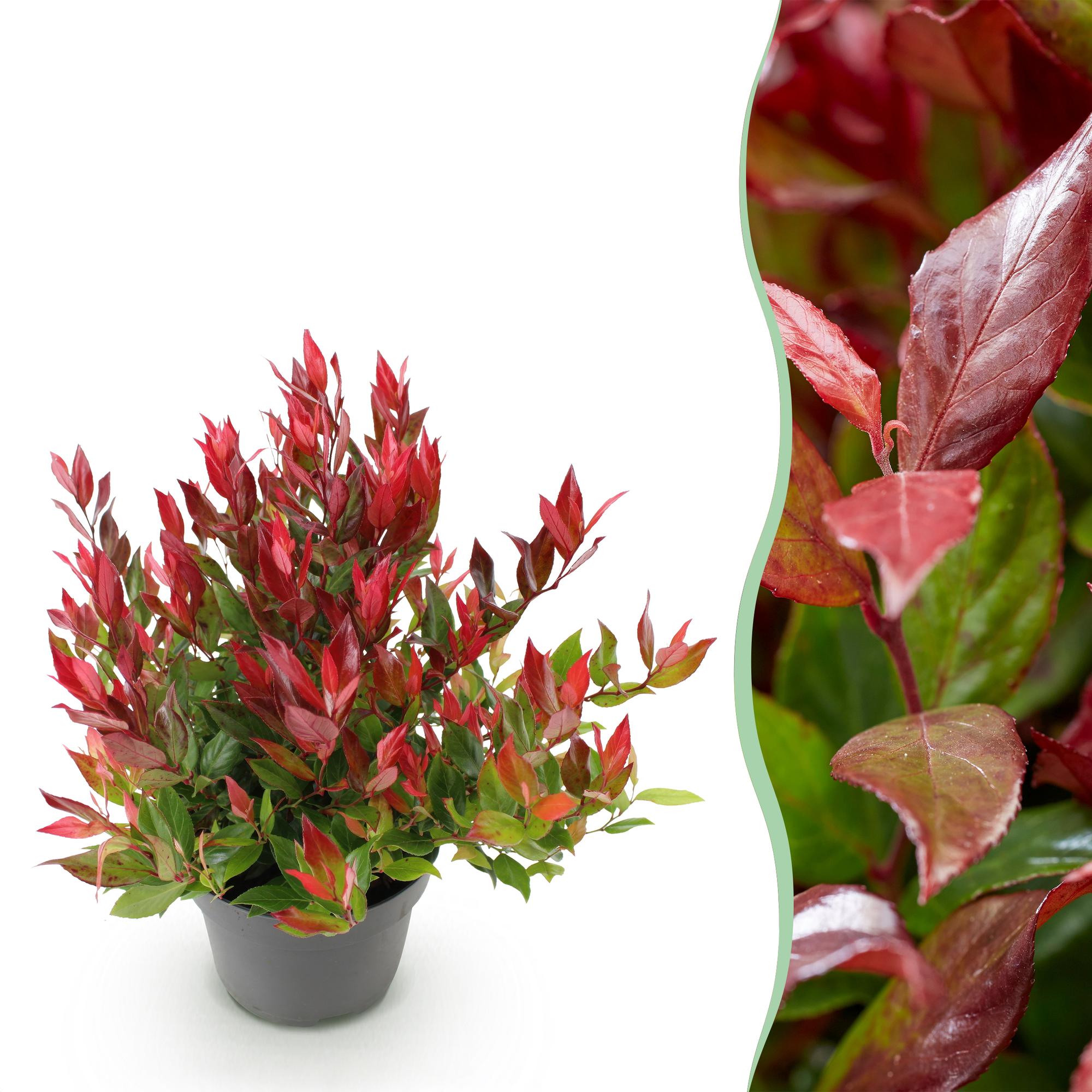 green-guardia-unsere-pflanzen-leucothoe-little-flame-strauch-1x-pflanze-rot image 1