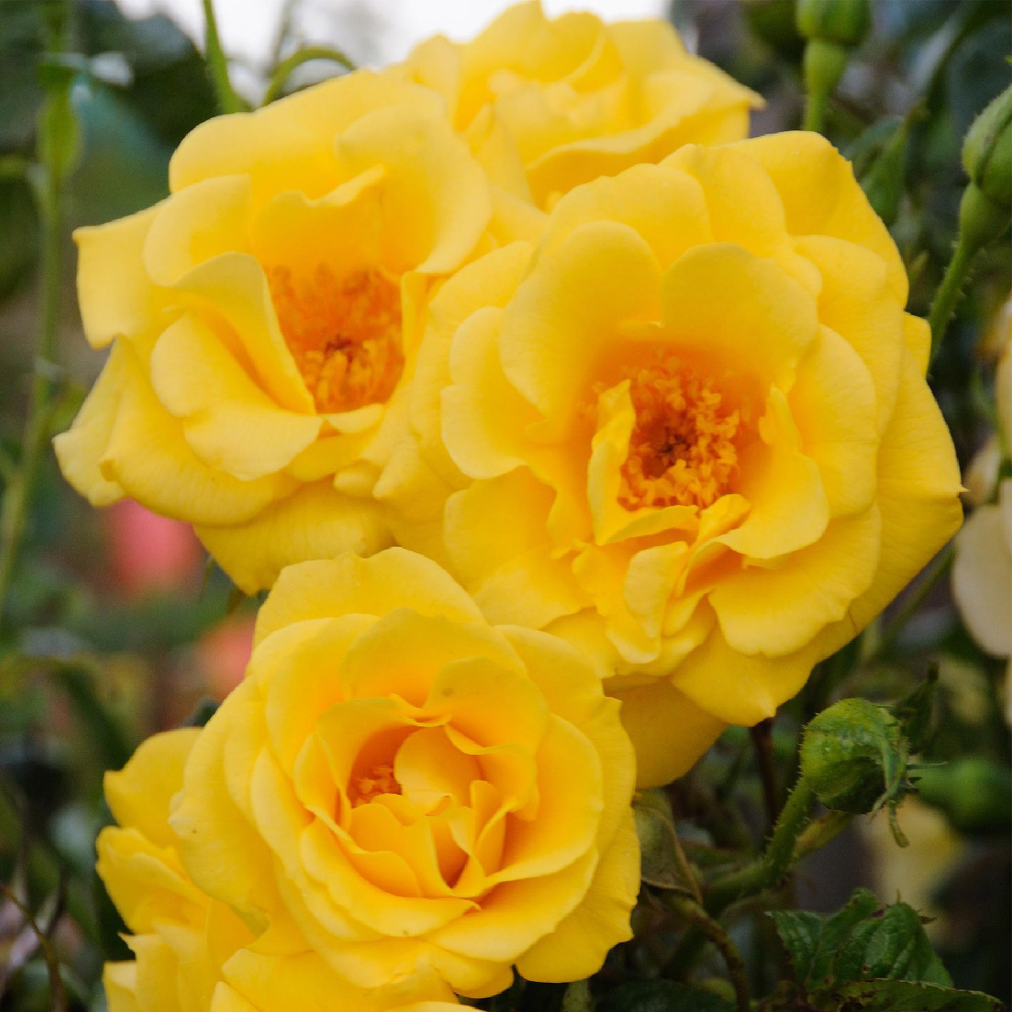 green-guardia-unsere-pflanzen-spring-queen-kletterrose-gelb-2-pflanzen image 3