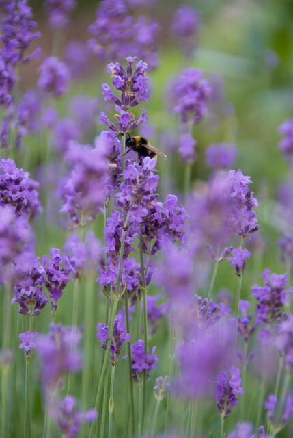 green-guardia-unsere-pflanzen-lavendel-munstead-duftpflanze-6-pflanzen image 5