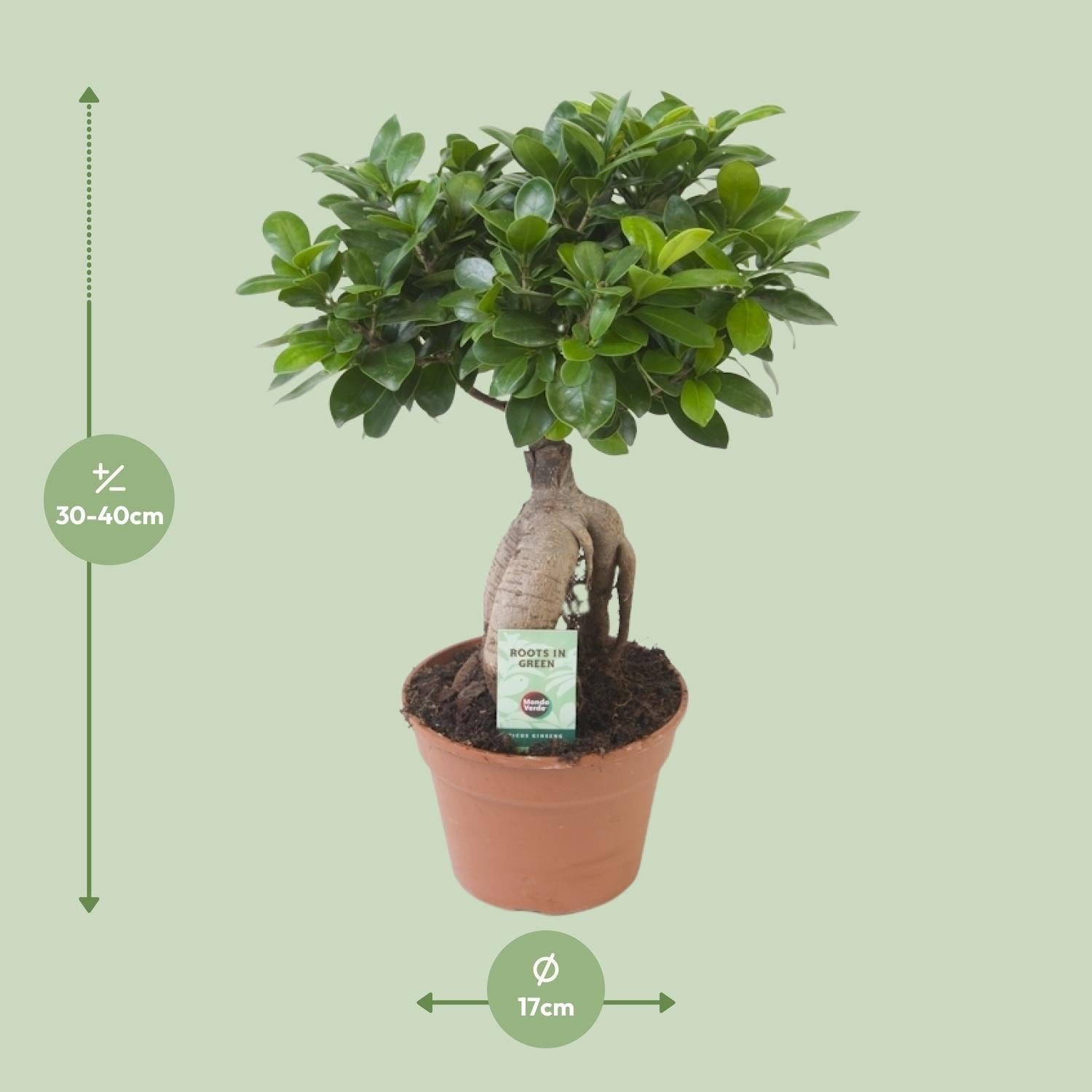 green-guardia-ficus-ginseng-bonsai-feige-40-70-cm-zimmerpflanze image 3