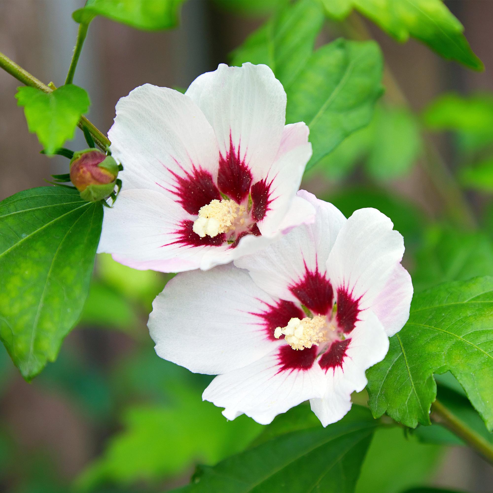 green-guardia-hibiscus-hamabo-strauch-17cm-topf-hellrosa-45cm image 4