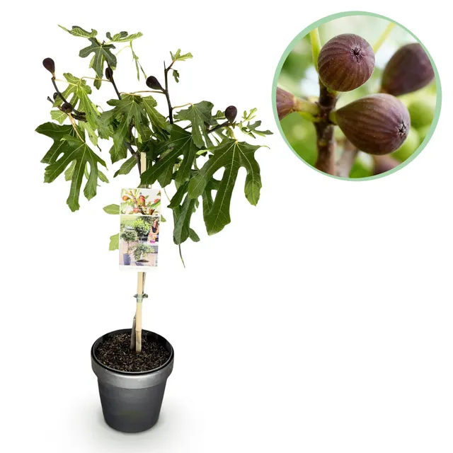 green-guardia-unsere-pflanzen-ficus-carica-little-miss-figgy-feigenbaum image 1
