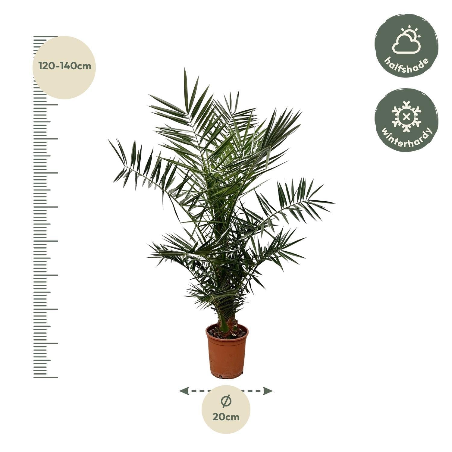 green-guardia-unsere-pflanzen-phoenix-canariensis-palme-140-cm-21-cm-topf image 2