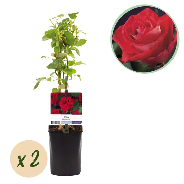 green-guardia-red-climber-kletterrose-rot-2x-robust-40-cm image 1