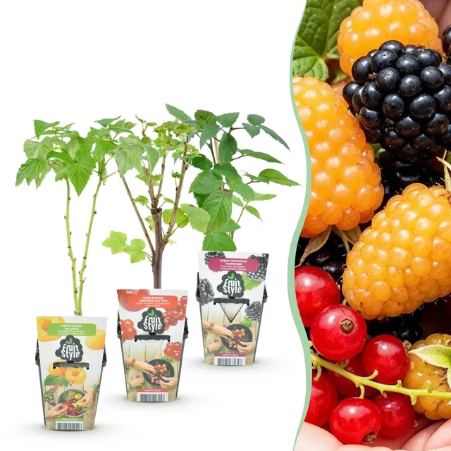 green-guardia-unsere-pflanzen-beerenmix-tricolour-obst-3x-9cm image 1