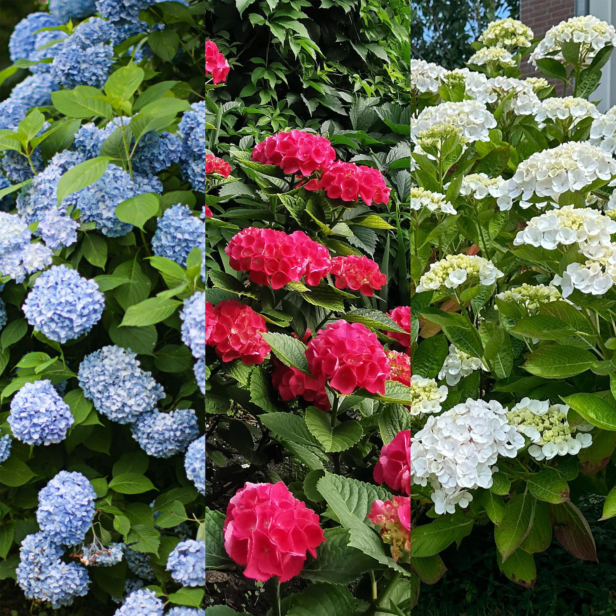green-guardia-unsere-pflanzen-hortensie-tricolour-3er-set-17cm-topf image 3