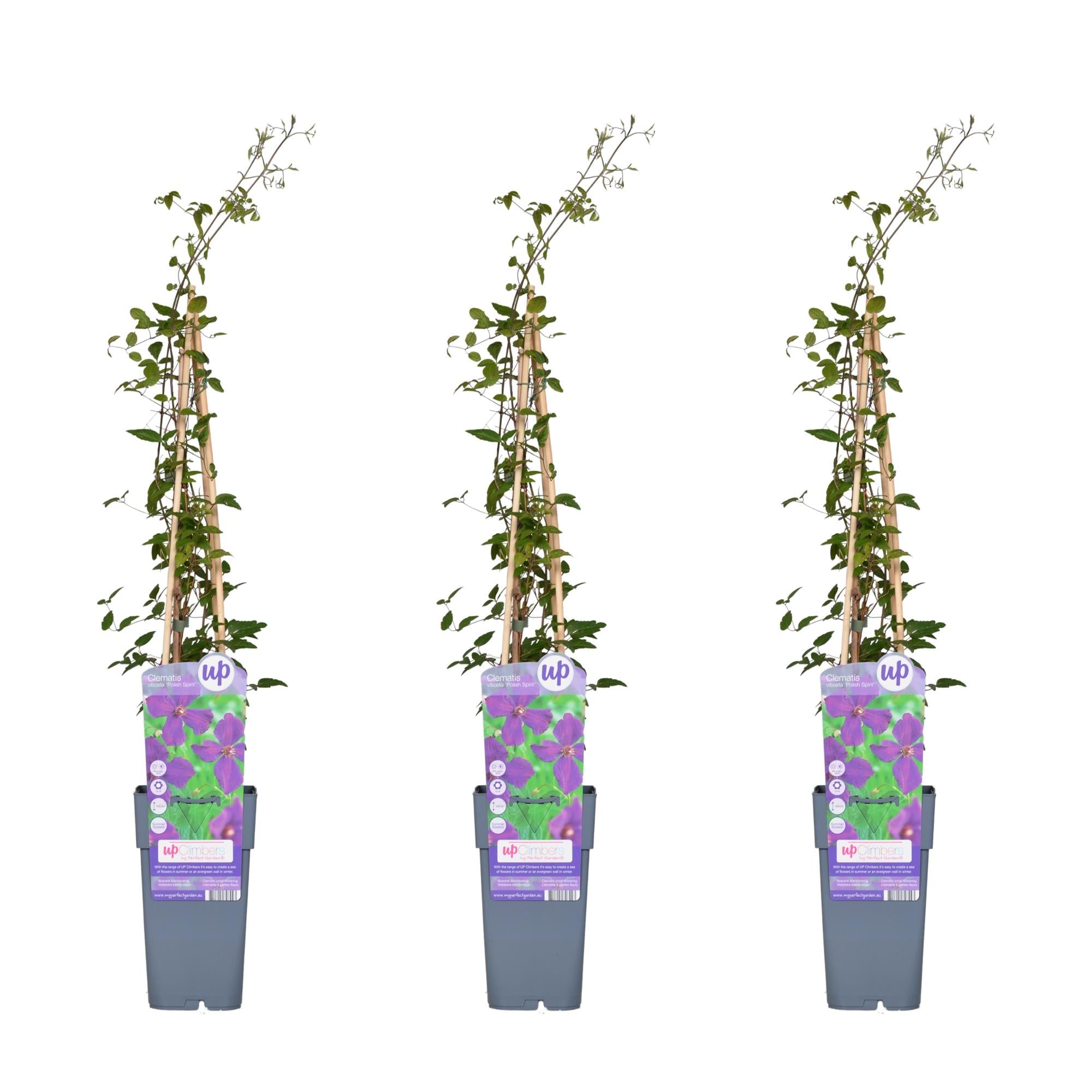 green-guardia-clematis-polish-spirit-pflanze-15cm-topf-violett image 3