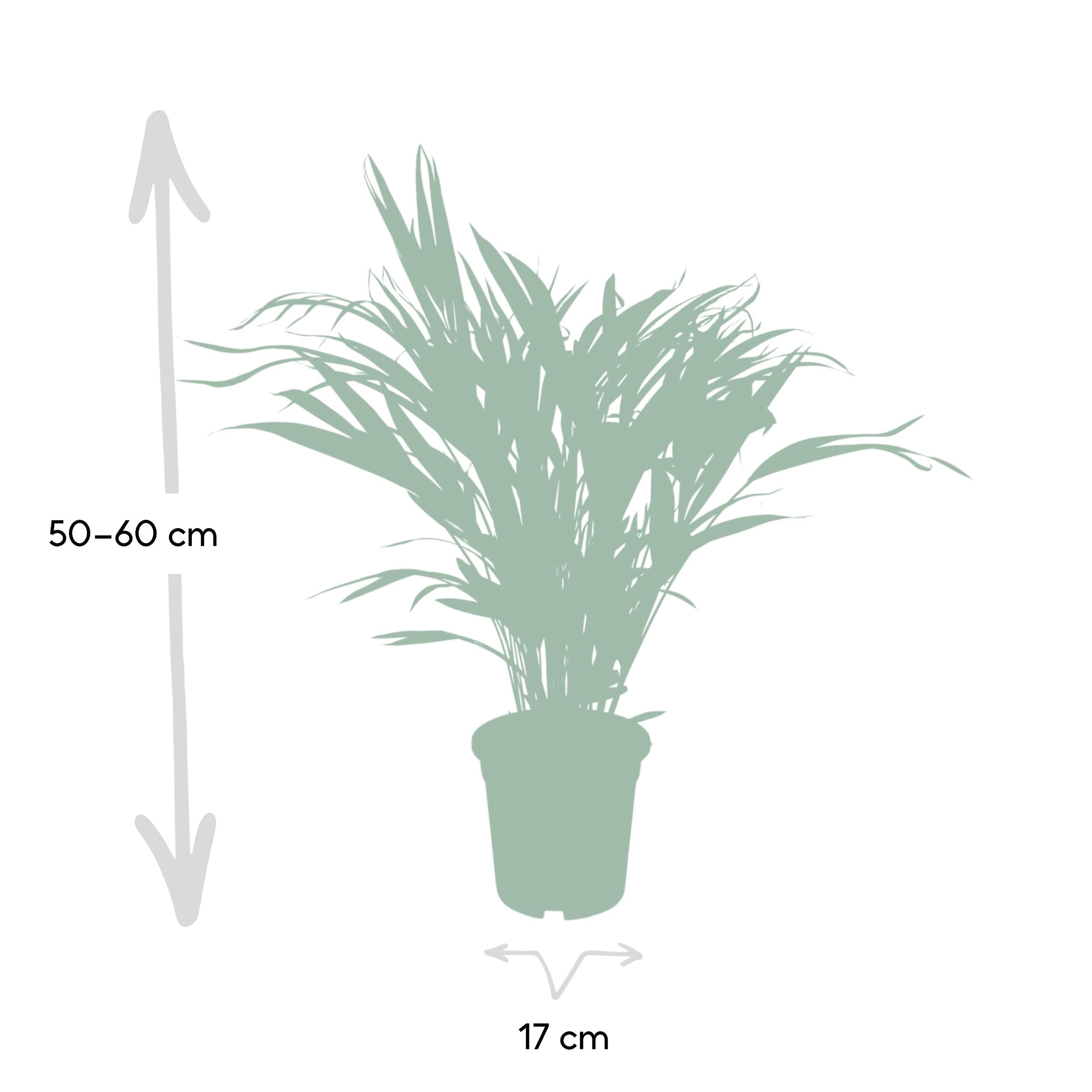 green-guardia-unsere-pflanzen-areca-palme-dypsis-40cm-luftreiniger image 4