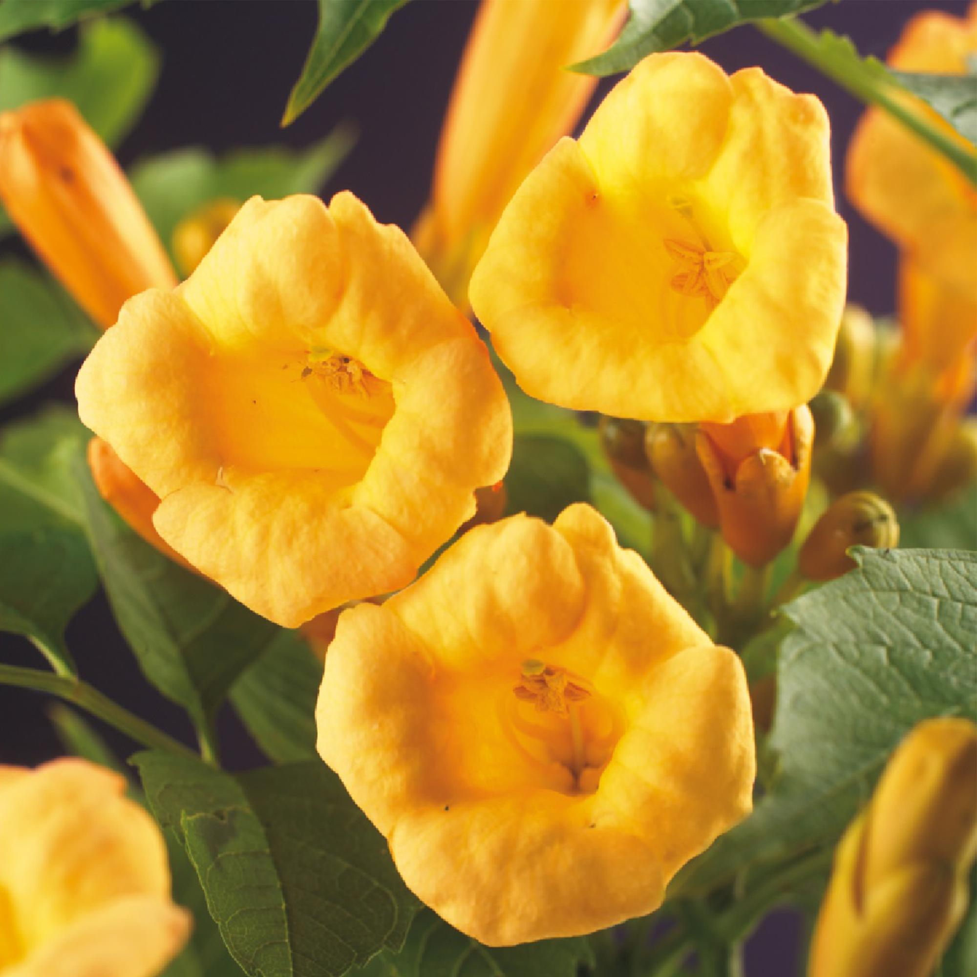 green-guardia-campsis-radicans-flava-trompetenblume-2-st-ck-gelb image 5