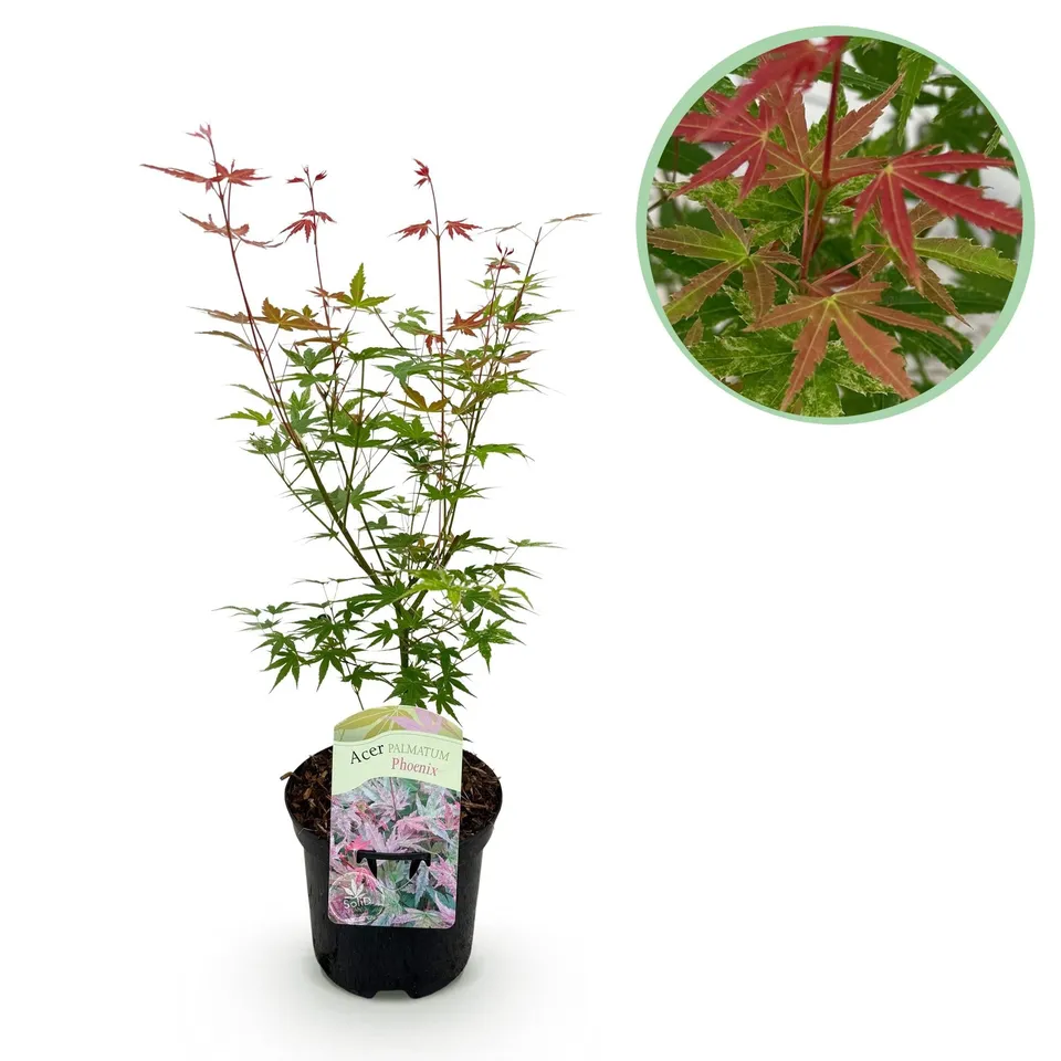green-guardia-unsere-pflanzen-acer-phoenix-ahorn-19cm-topf-70cm-rot image 1