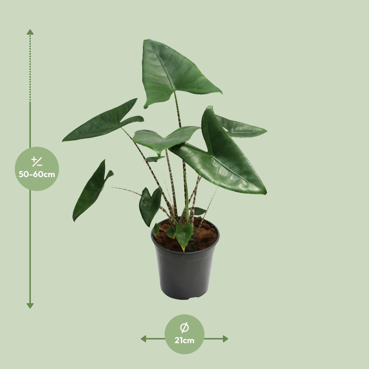 green-guardia-zebrina-alocasia-pfeilblatt-75-80-cm-topf image 2