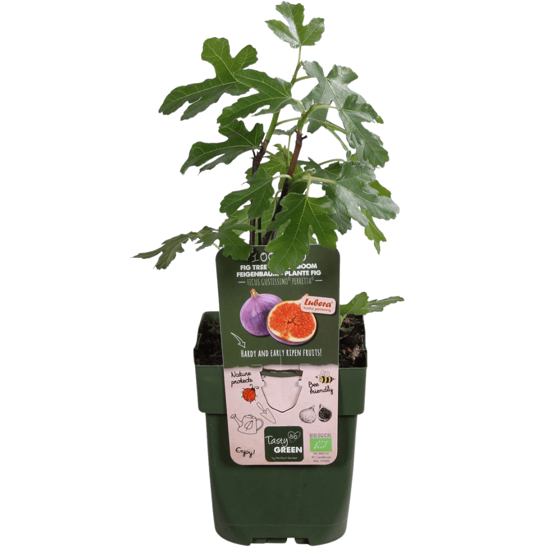 green-guardia-s-e-ernte-trio-bio-obstpflanzen-set-3-sorten image 2