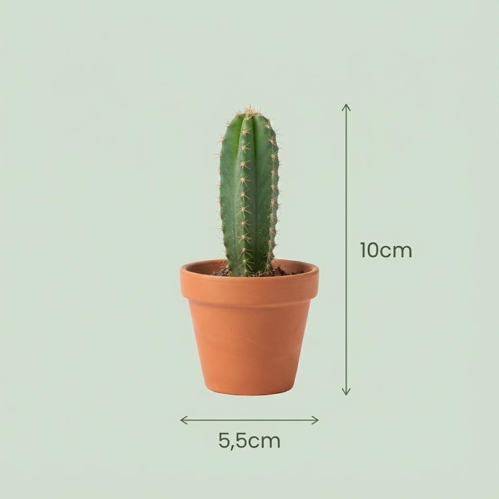 green-guardia-mini-kakteen-sukkulenten-mix-5-5-cm-topf image 4