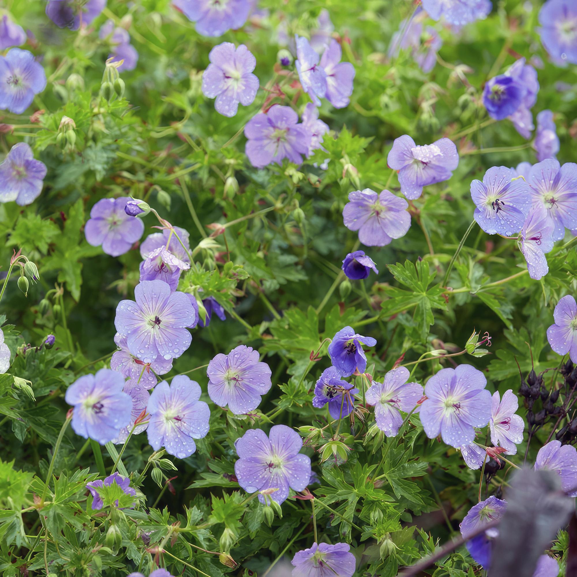 green-guardia-rozanne-geranium-storchschnabel-6-pflanzen image 4