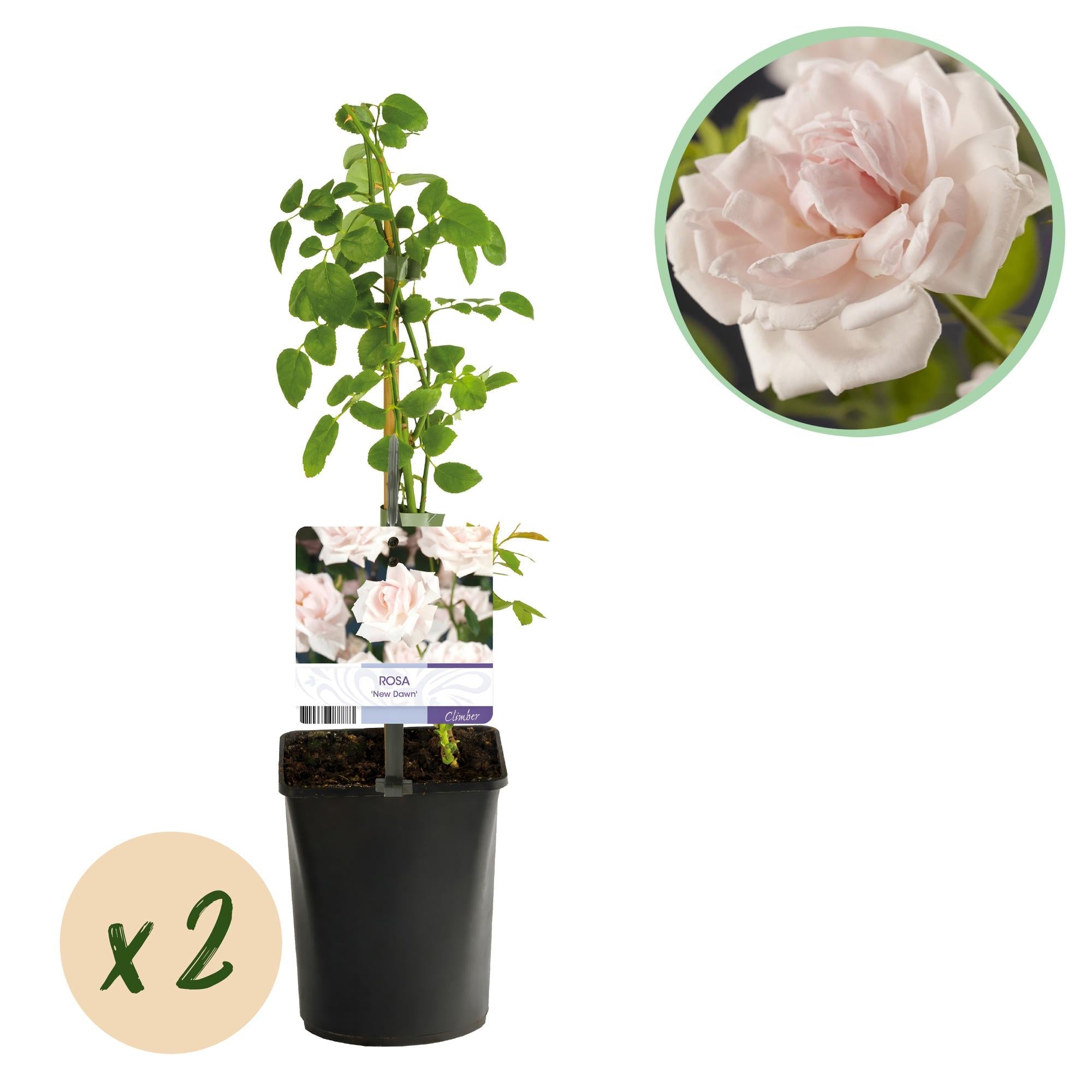green-guardia-new-dawn-kletterrose-hellrosa-2-pflanzen-40-cm image 1