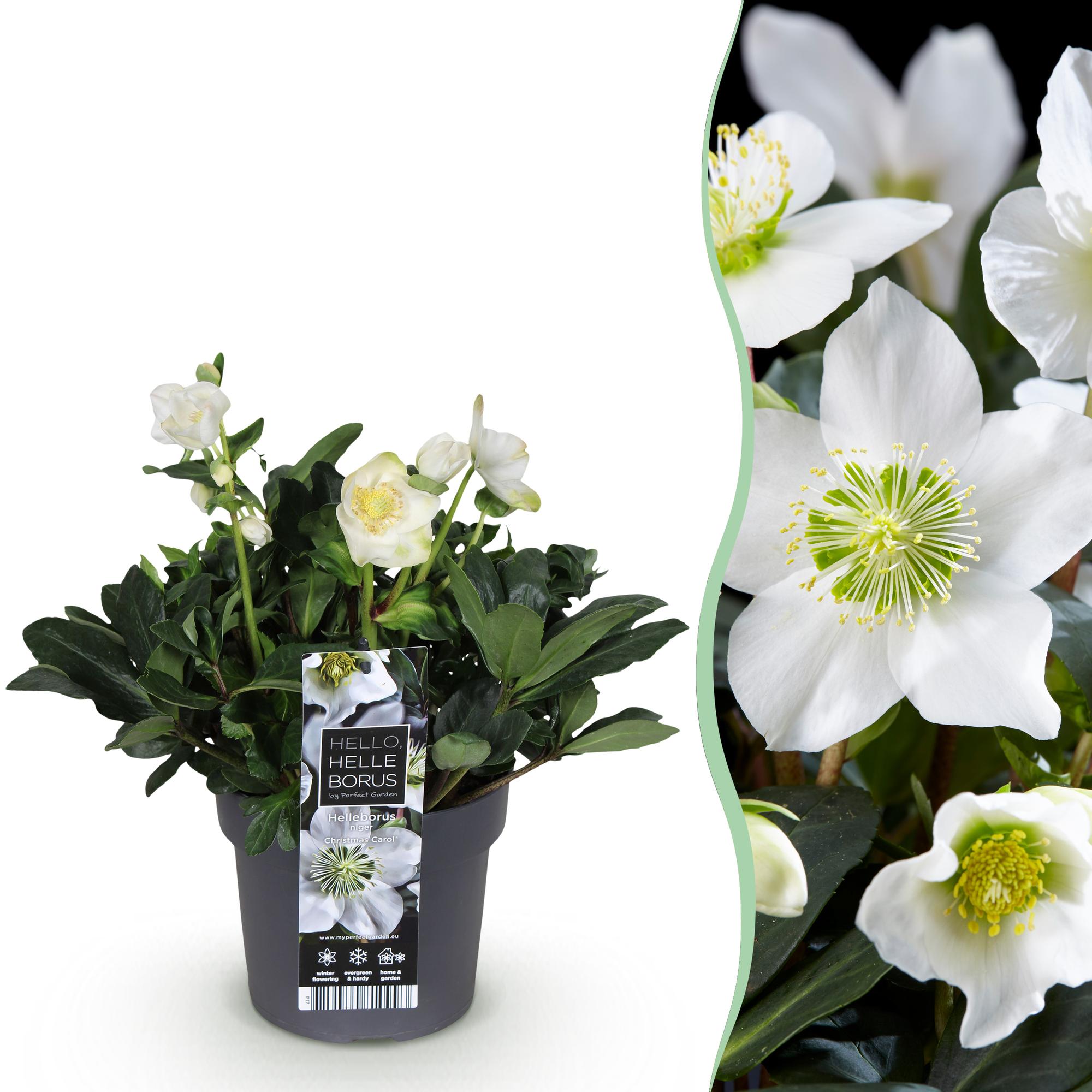 green-guardia-unsere-pflanzen-christmas-carol-christrose-14-cm-wei image 1