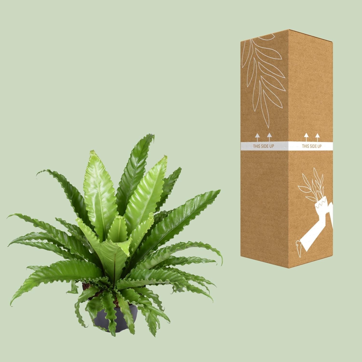 green-guardia-unsere-pflanzen-asplenium-osaka-nestfarn-23-cm-topf image 3