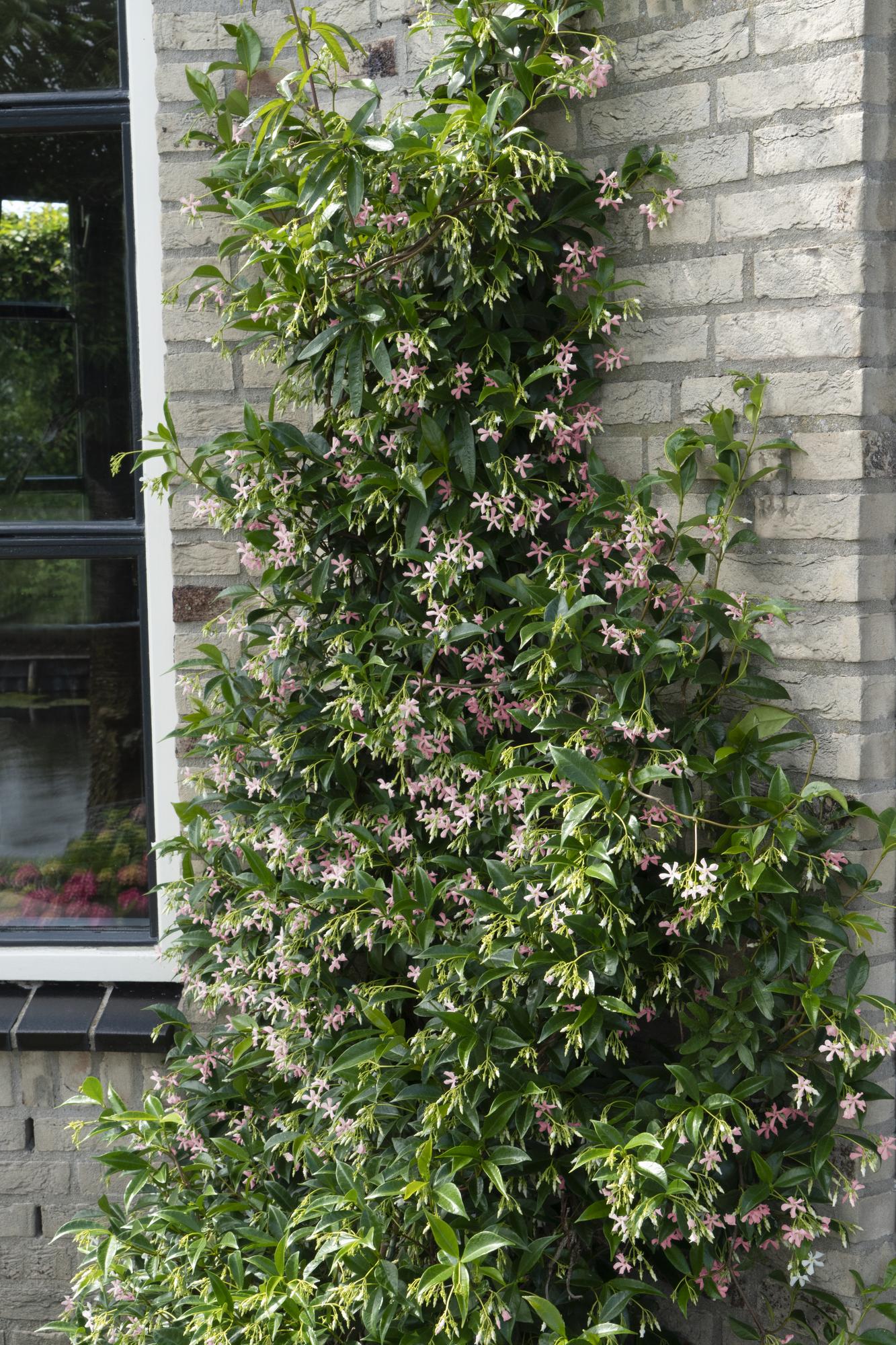 green-guardia-trachelospermum-sternjasmin-kletterpflanze-3er-set image 2
