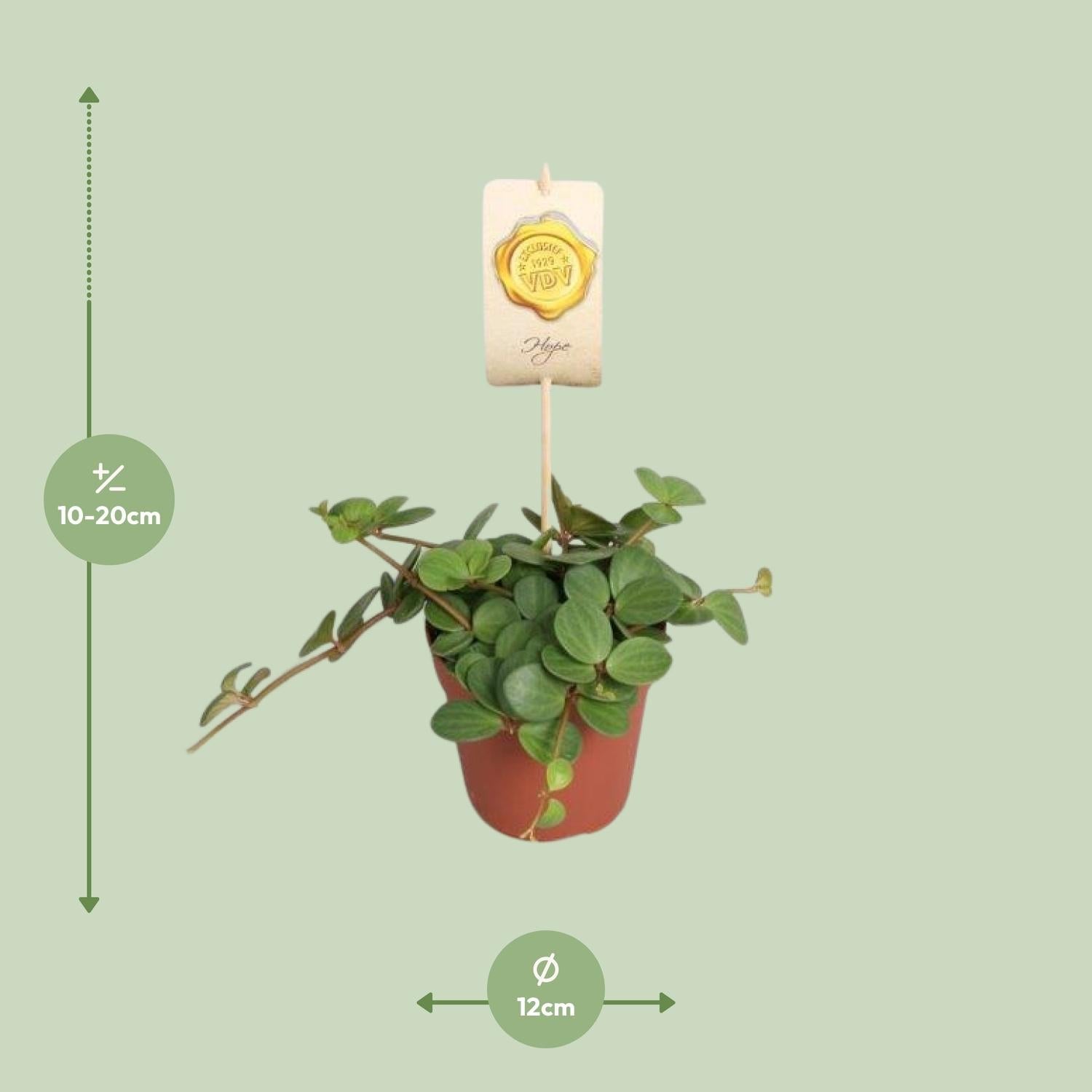 green-guardia-peperomia-hope-peperomie-zimmerpflanze-12cm-topf image 2