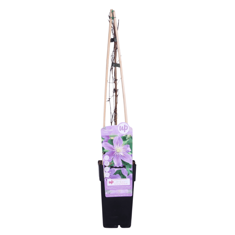 green-guardia-clematis-justa-kletterpflanze-zartviolett image 3