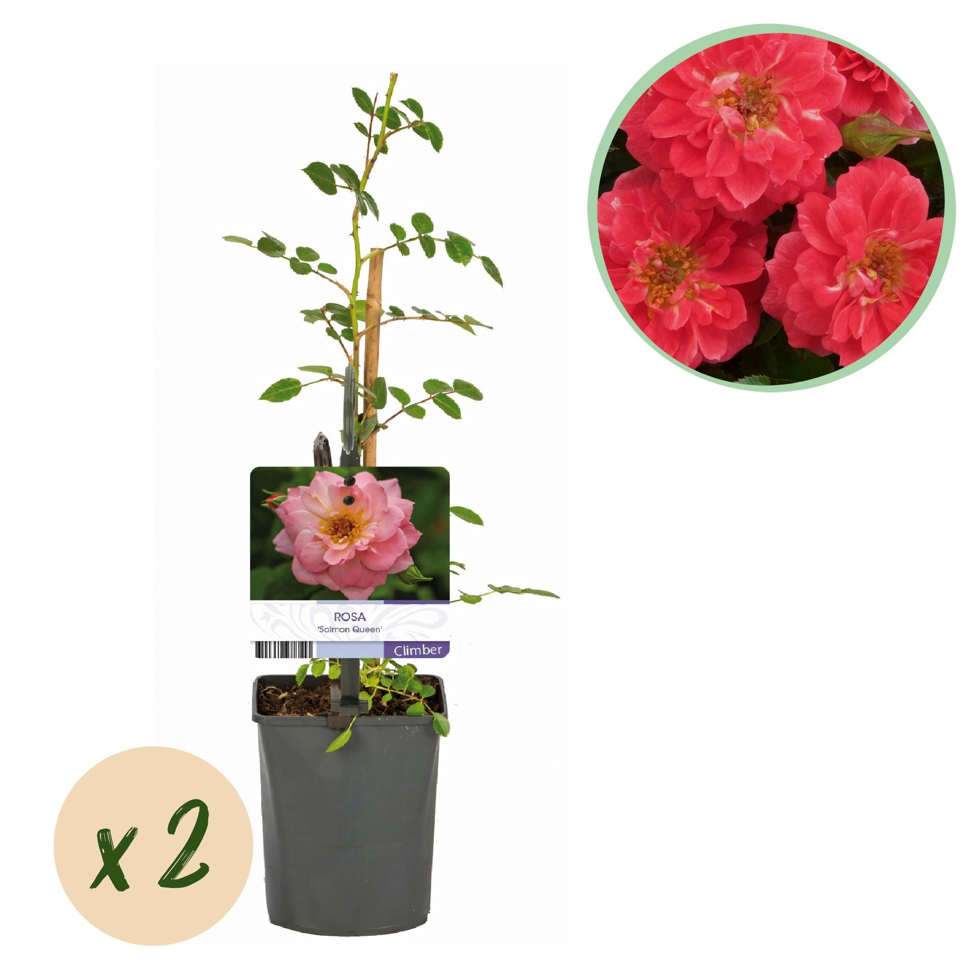 green-guardia-rosa-salmon-queen-kletterrose-2x-11cm image 1