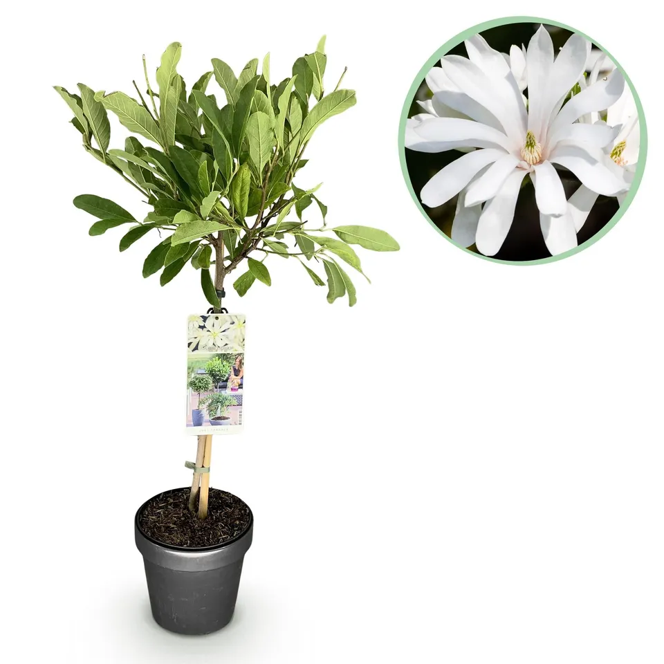 green-guardia-unsere-pflanzen-stellata-magnolia-sternmagnolie-90-cm-wei image 1