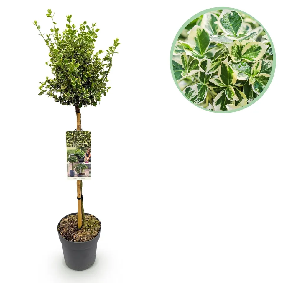 green-guardia-unsere-pflanzen-euonymus-emerald-gaiety-stamm-90cm image 1