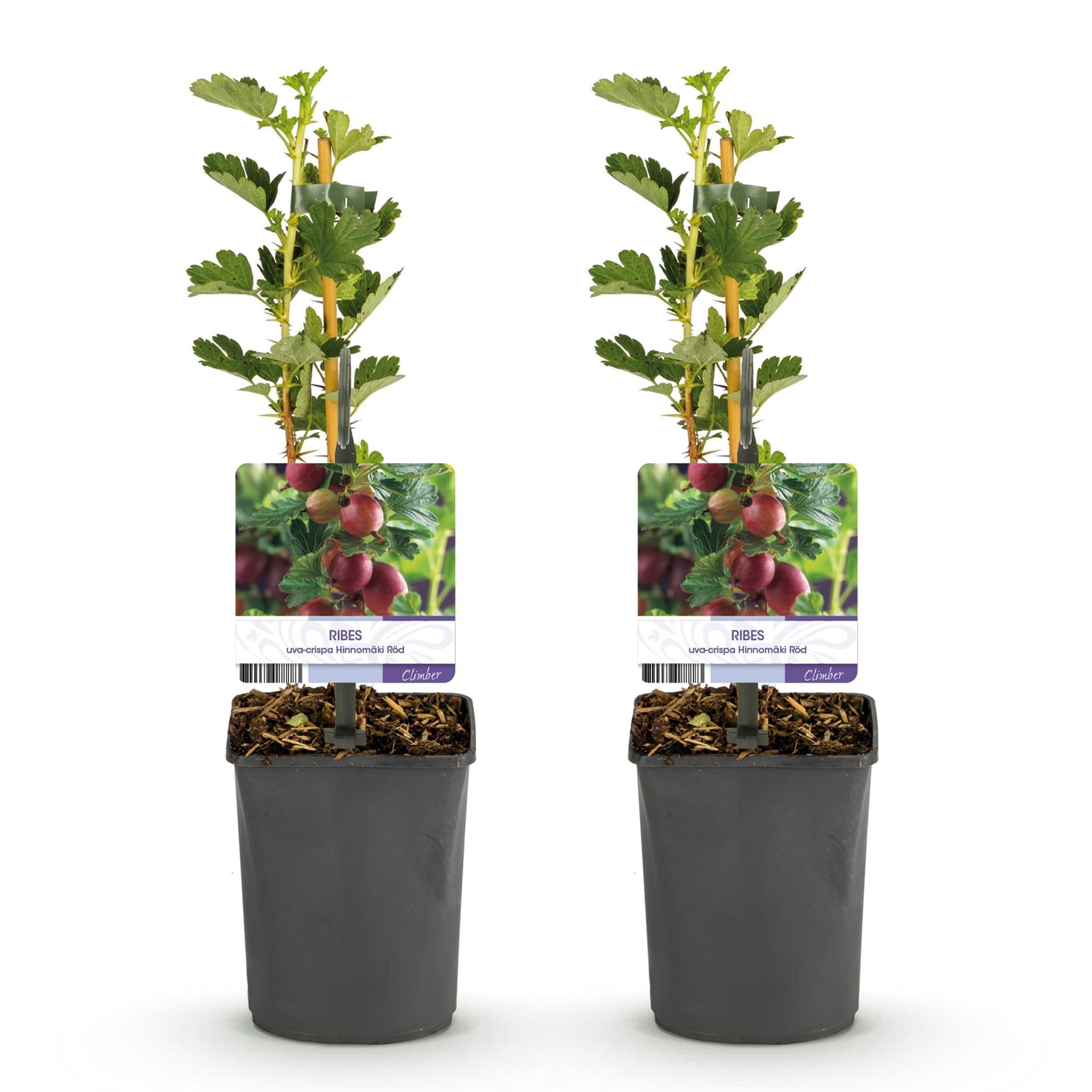 green-guardia-unsere-pflanzen-hinnom-ki-r-d-stachelbeere-2x-rot image 3