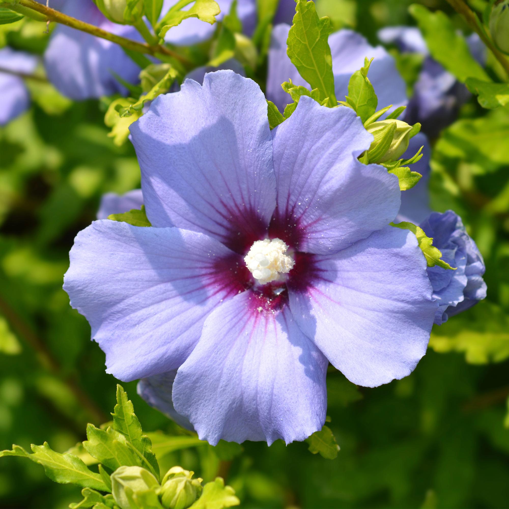 green-guardia-hibiskus-oiseau-blue-gartenstrauch-blau-45-cm-winterhart image 4