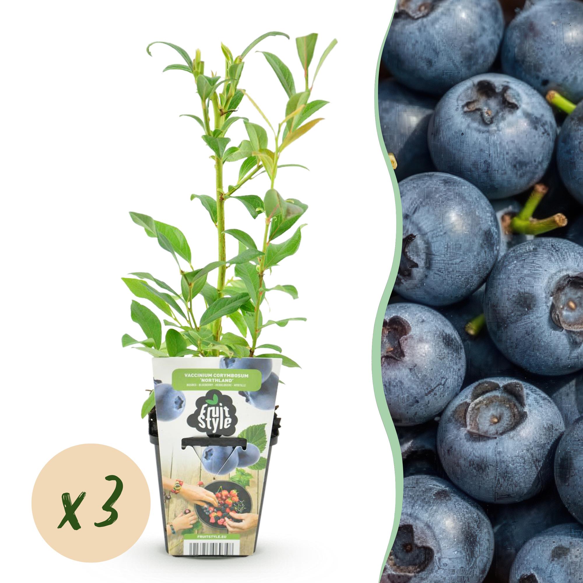 green-guardia-unsere-pflanzen-blaubeere-northland-obstpflanze-3x-im-9-cm-topf image 1