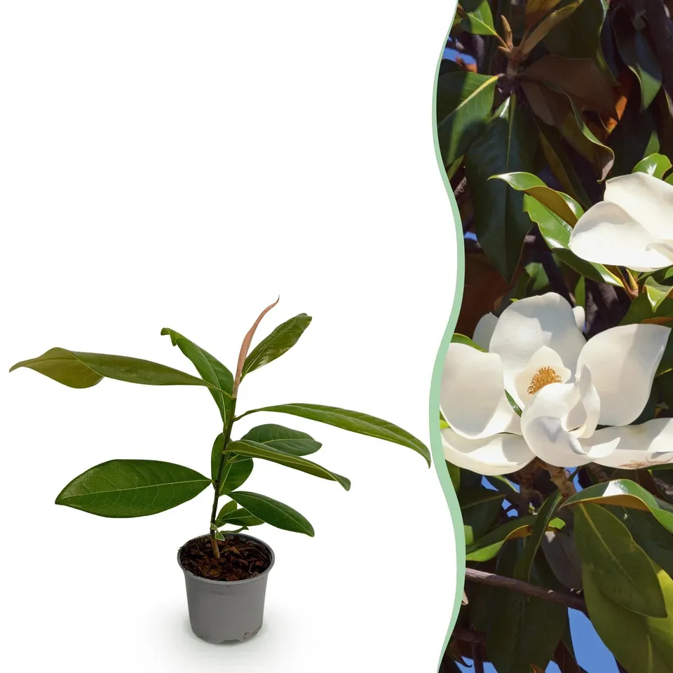 green-guardia-magnolia-grandiflora-zierstrauch-wei-30-cm image 1