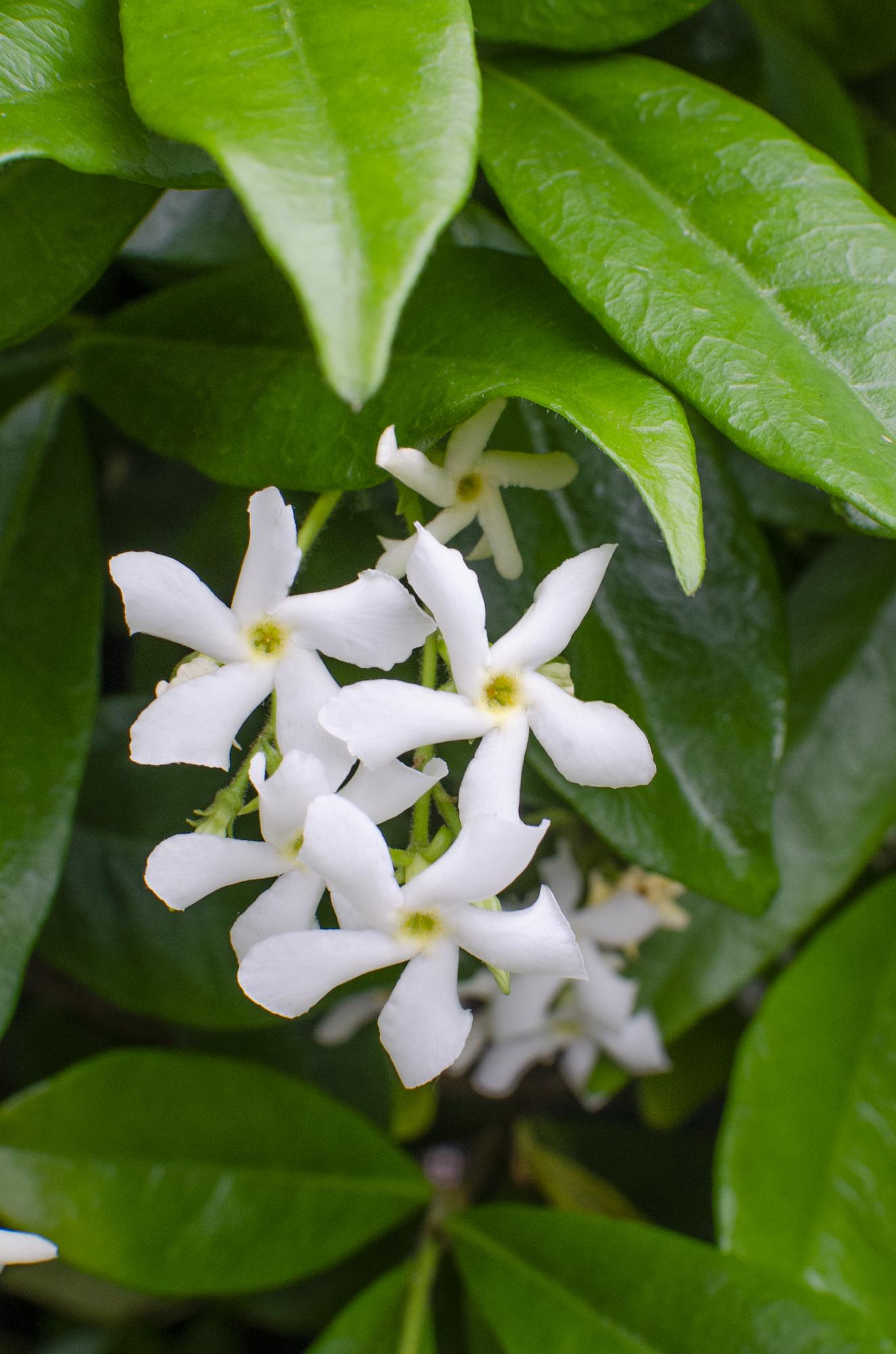 green-guardia-star-of-venice-jasmin-65-cm-15-cm-topf-wei image 4