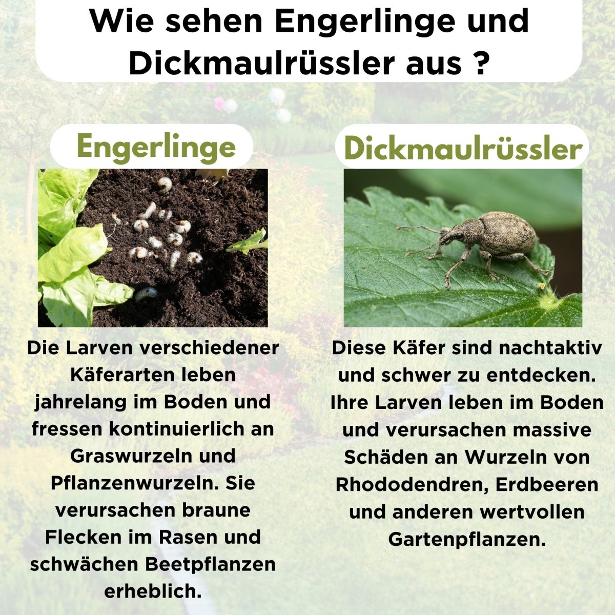 fairyfly-hb-nematoden-gegen-engerlinge-gie-en-5-mio-10m image 3