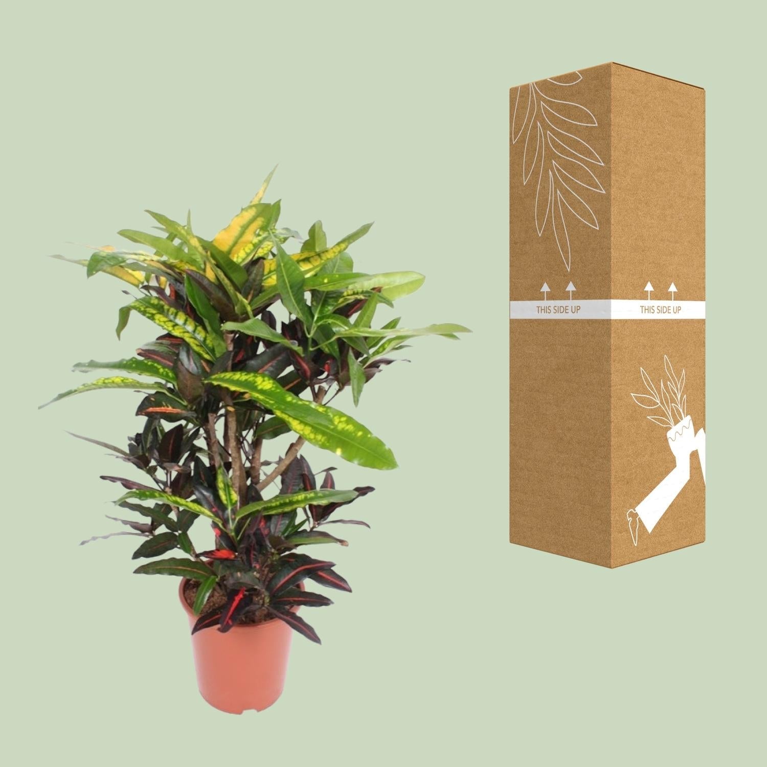 green-guardia-unsere-pflanzen-codiaeum-mango-croton-zimmerpflanze-110-cm image 3