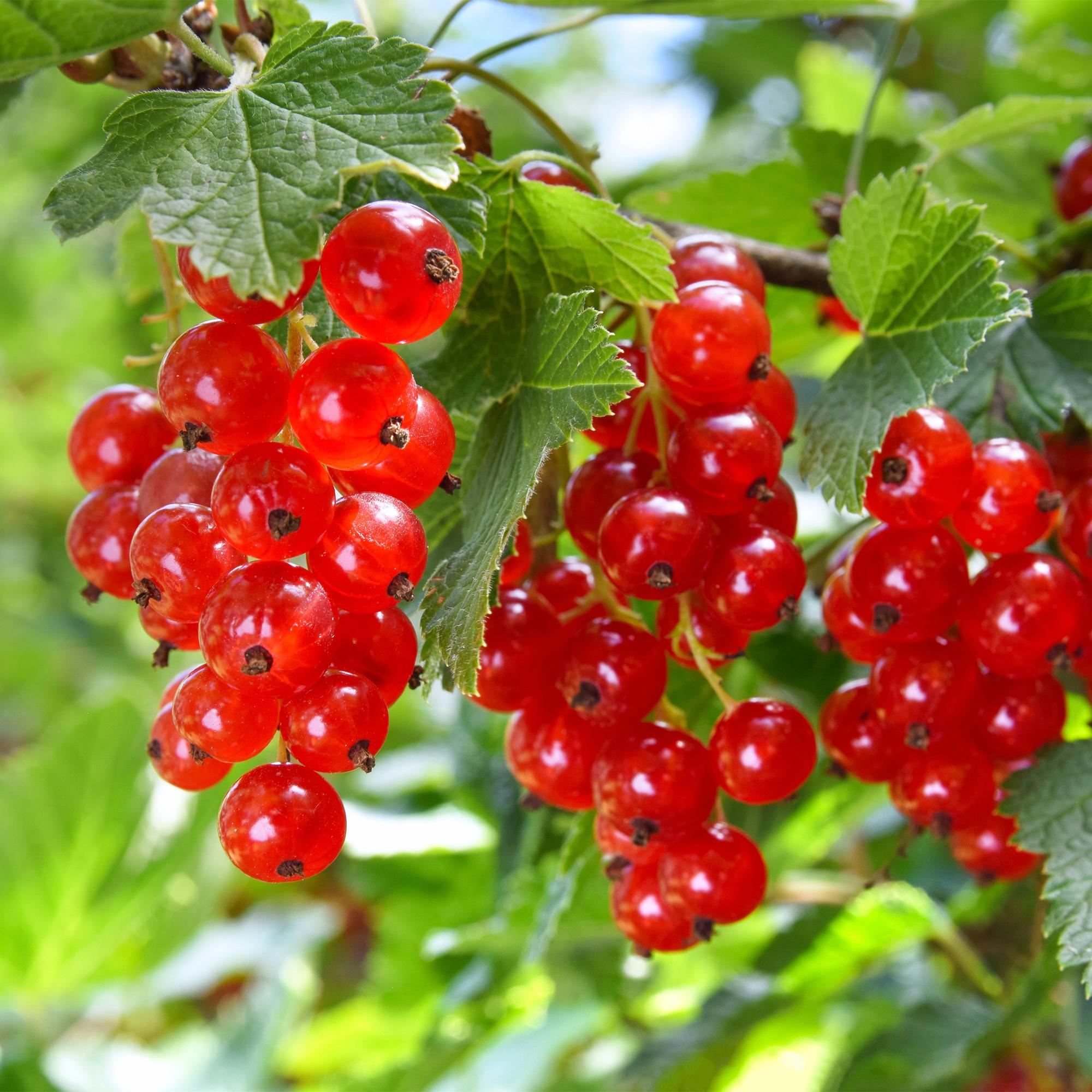green-guardia-unsere-pflanzen-rote-johannisbeere-40cm-2x image 2