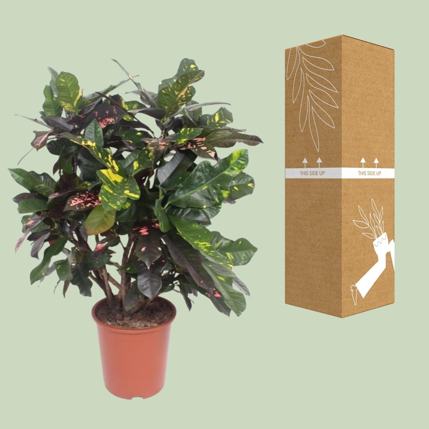 green-guardia-codiaeum-magnificent-croton-27cm-topf-110cm image 3