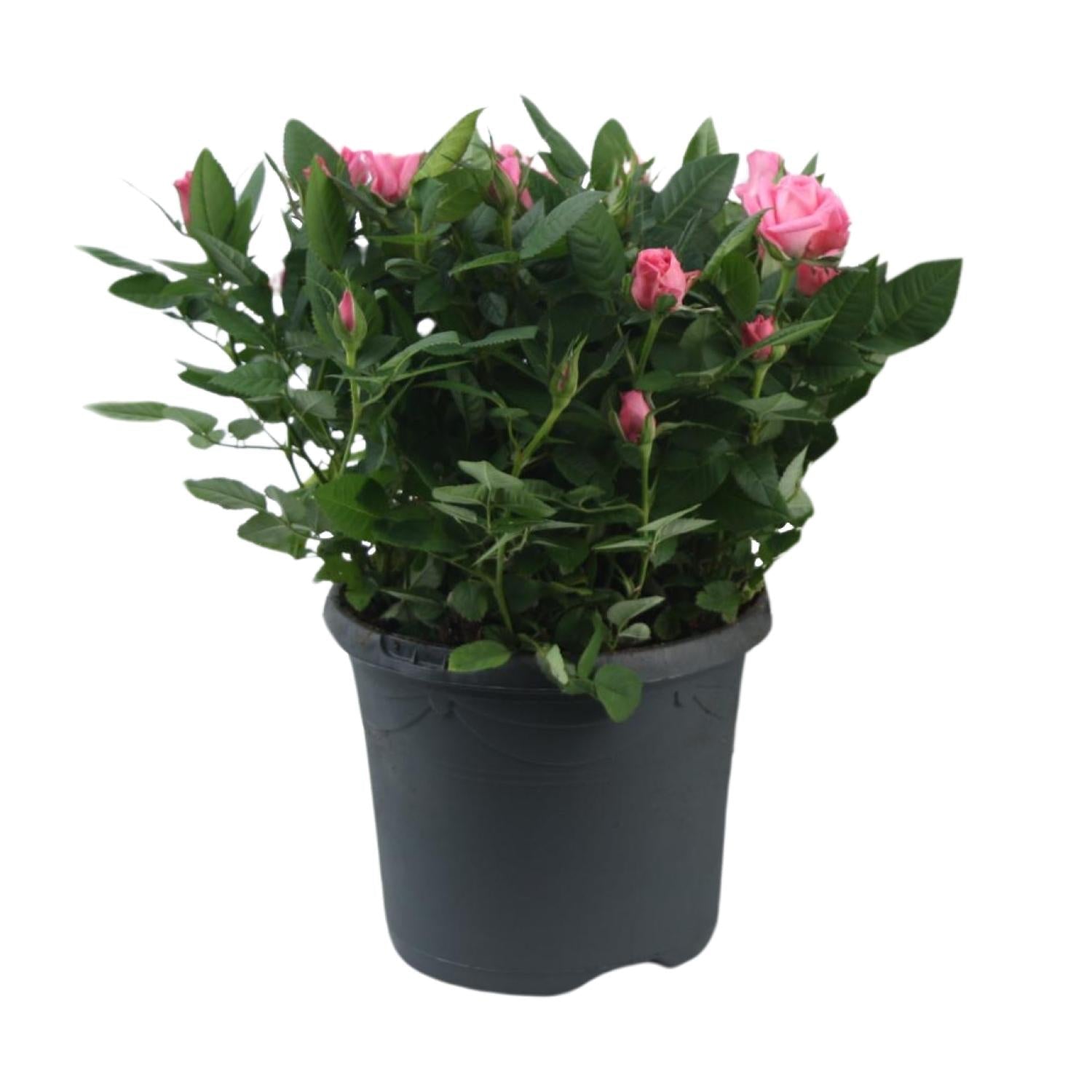 green-guardia-rosa-jewel-patio-sparkling-topfrose-17cm image 1