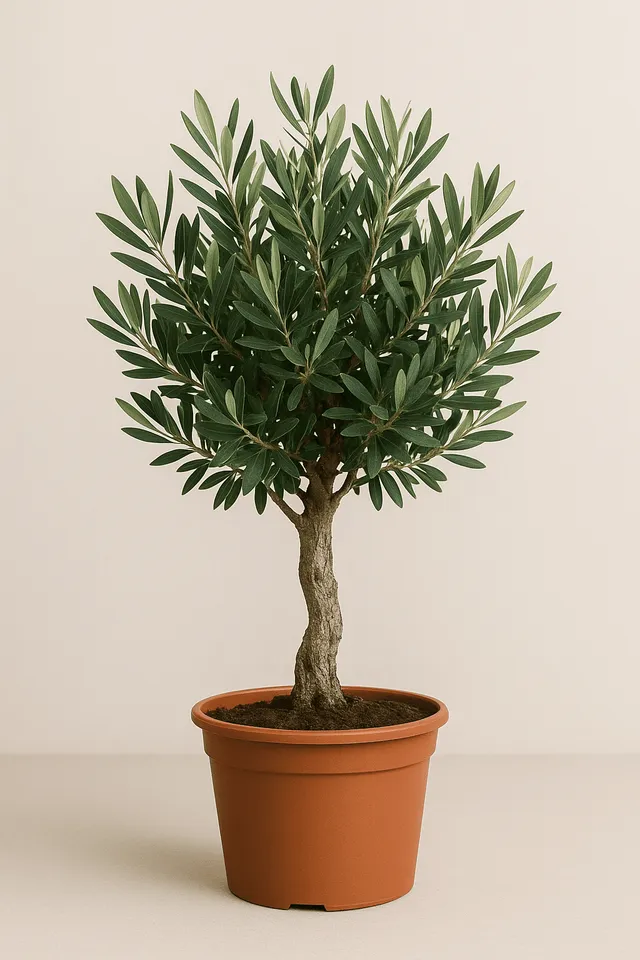 green-guardia-olea-olivenbaum-60cm-15cm-topf-mediterran image 1