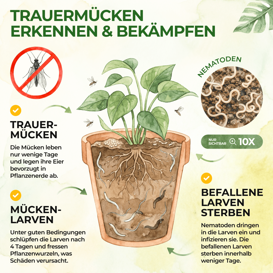 green-guardia-nematoden-sf-gegen-trauerm-cken-n-tzlinge-0-5-mio-f-r-1m image 2