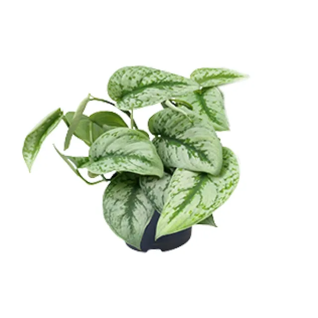green-guardia-scindapsus-trebie-efeutute-15cm-topf-25cm image 1