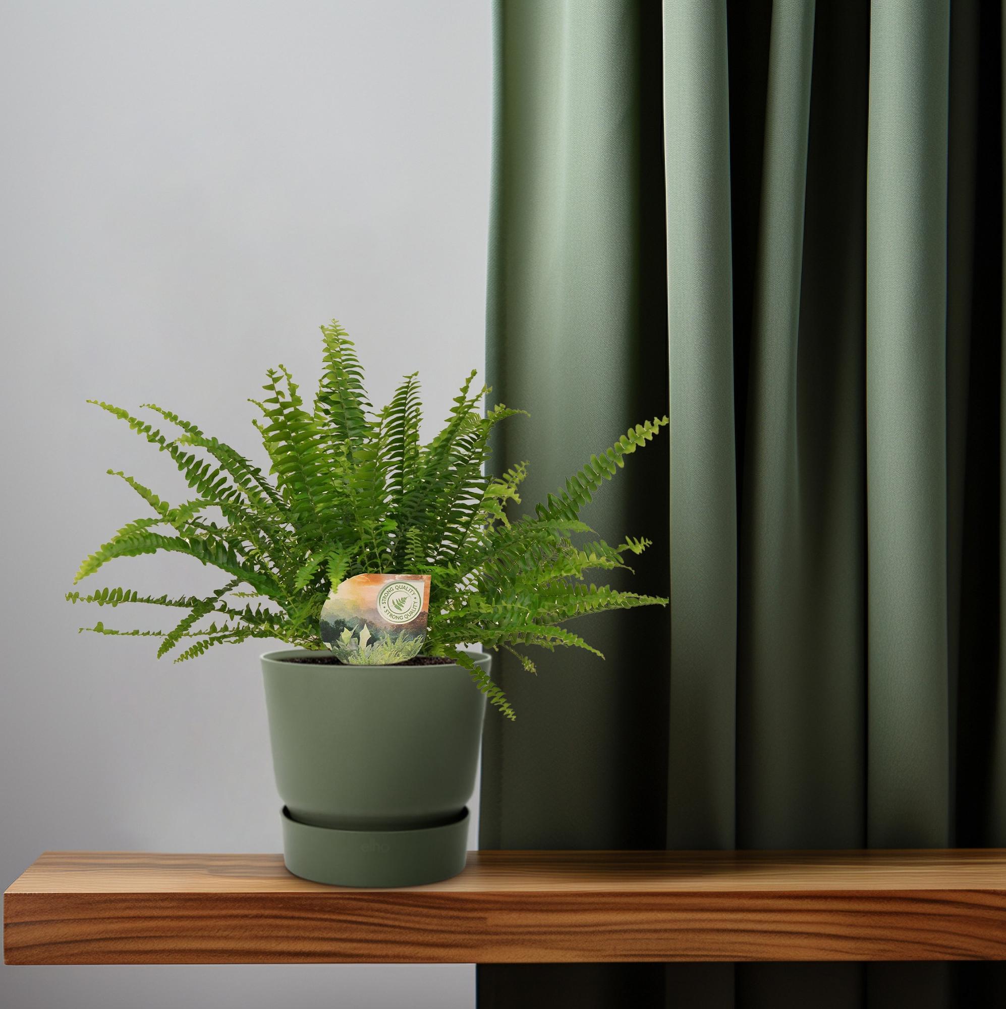 green-guardia-green-lady-farn-nephrolepis-30-cm-12-cm-topf image 4