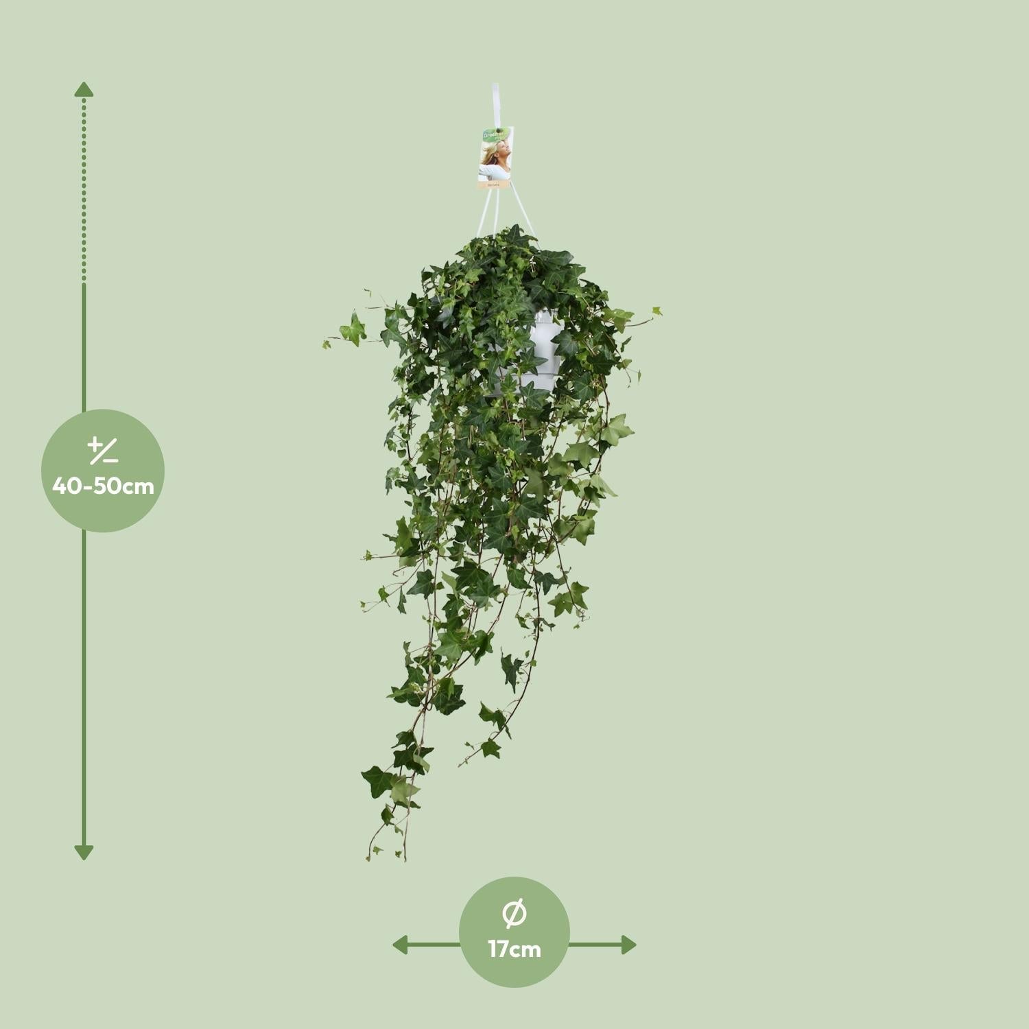 green-guardia-pitsburg-efeu-h-ngepflanze-50-cm image 2