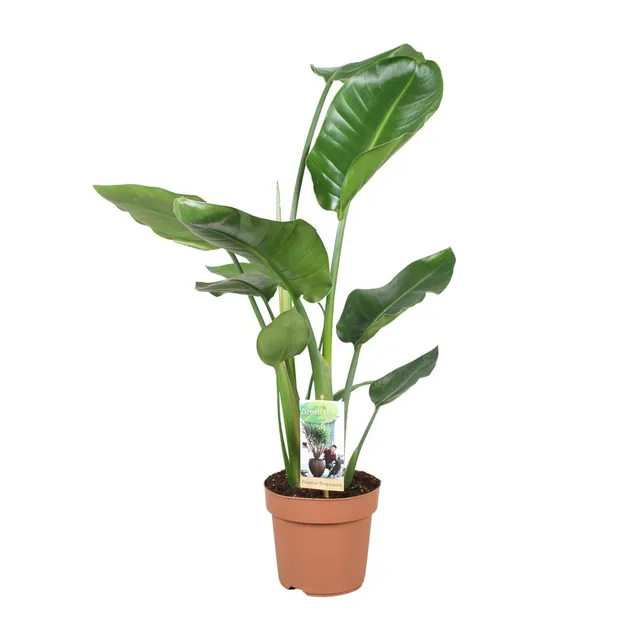 green-guardia-unsere-pflanzen-strelitzia-nicolai-zimmerpflanze-60cm-pflegeleicht image 1