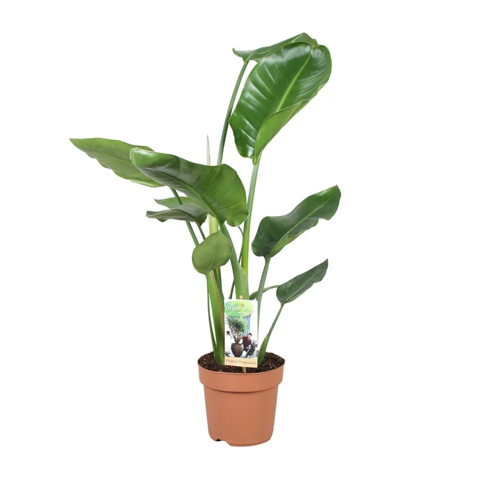 green-guardia-unsere-pflanzen-strelitzia-nicolai-zimmerpflanze-60cm-pflegeleicht image 1