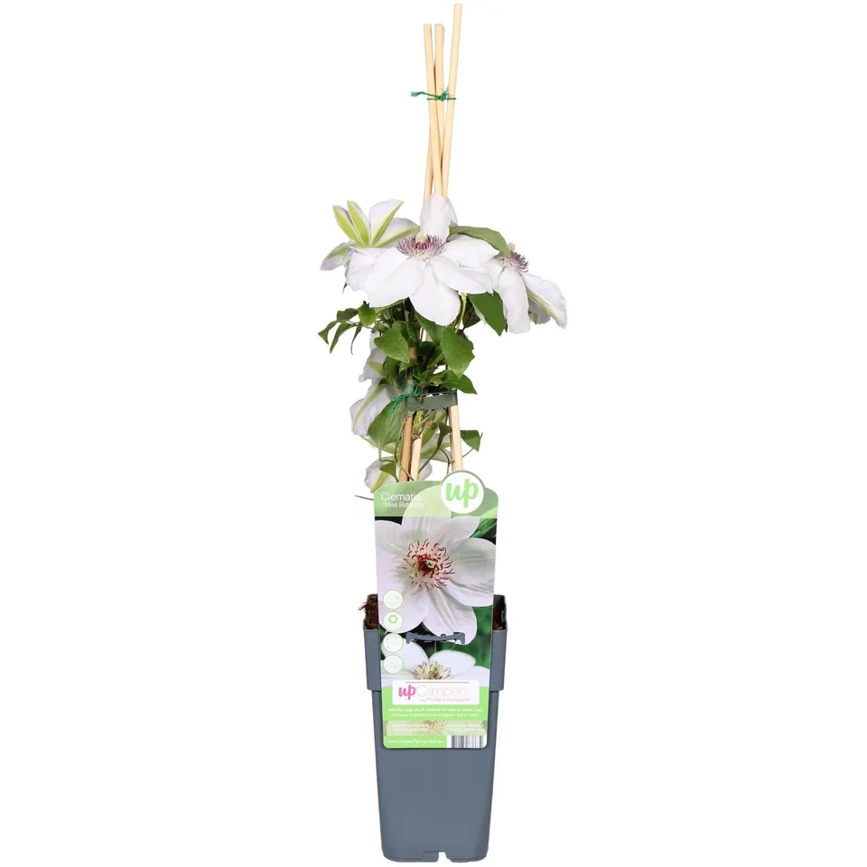 green-guardia-clematis-miss-bateman-kletterpflanze-wei-65-cm image 1
