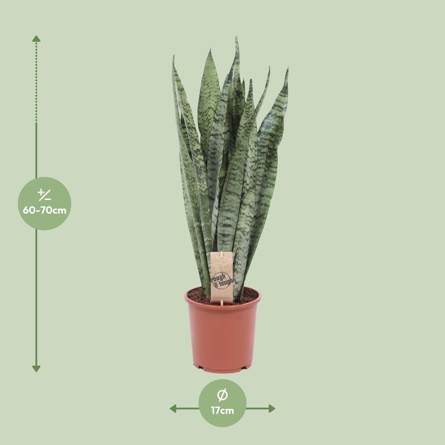 green-guardia-unsere-pflanzen-sansevieria-zeylanica-bogenhanf-70cm image 4