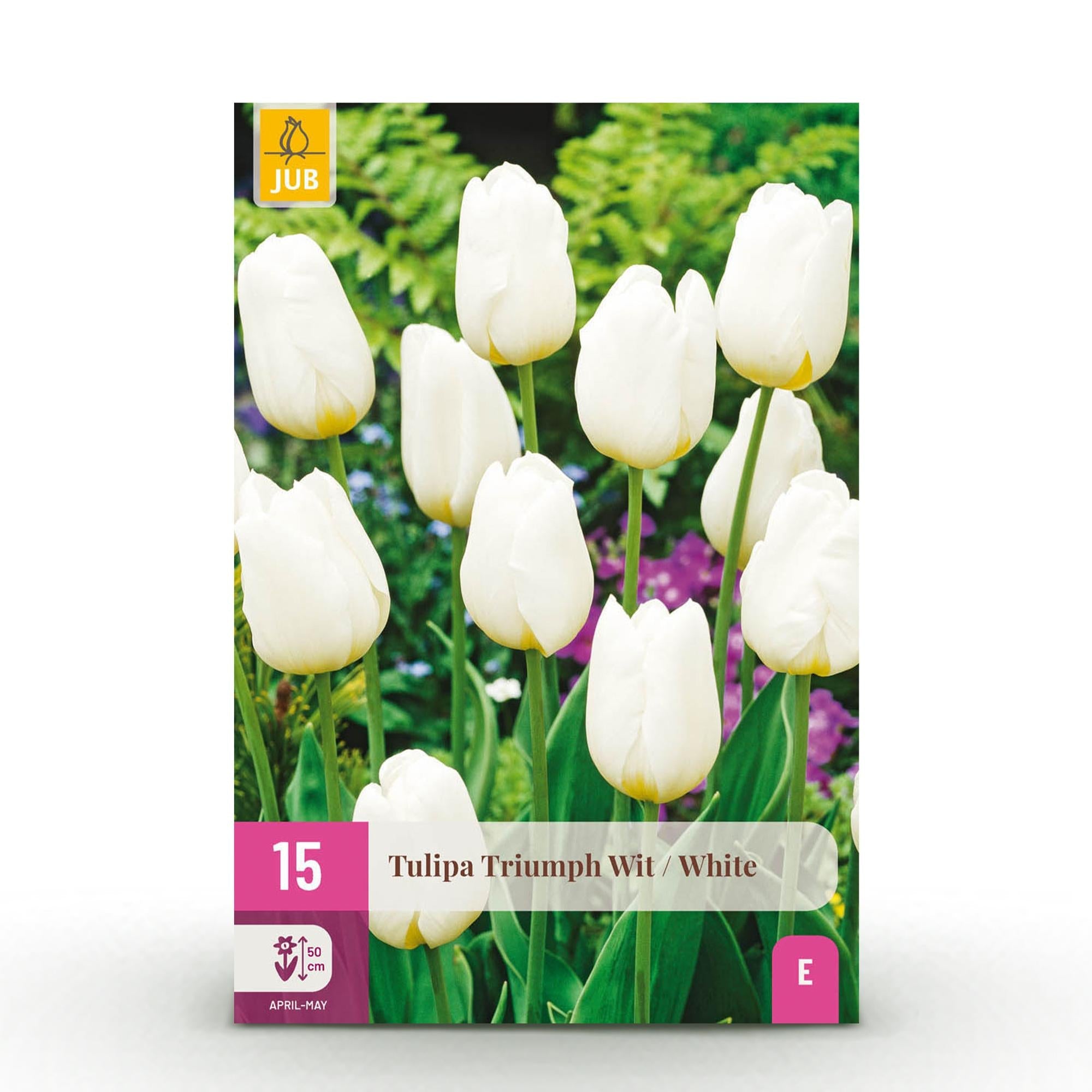 green-guardia-triumph-white-tulpen-blumenzwiebeln-wei-15-stk image 1
