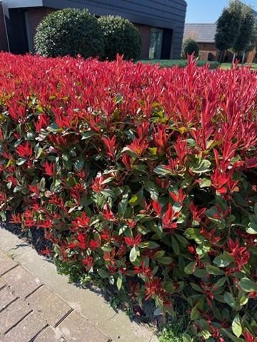 green-guardia-carr-rouge-glanzmispel-hecke-8x-30-35-cm image 3