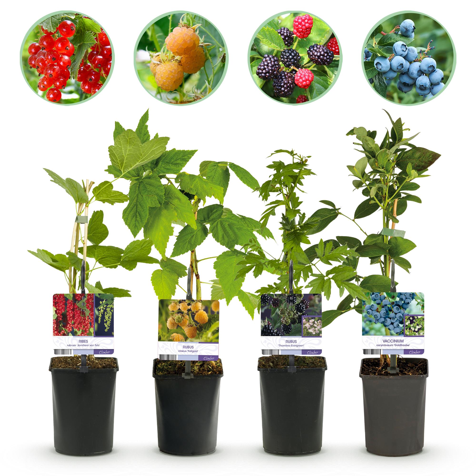 green-guardia-unsere-pflanzen-beerenmix-obstpflanzen-4-pflanzen-essbar image 1
