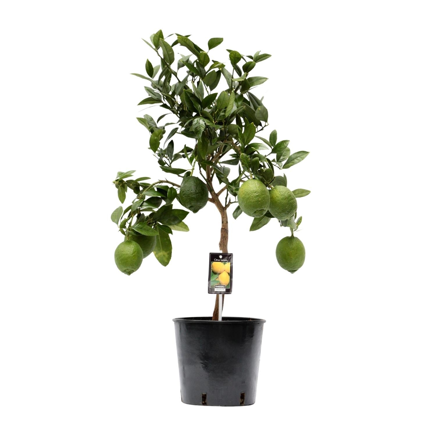 green-guardia-citrus-lemon-zitronenbaum-35-80cm-duft image 1